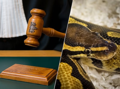 Huurhuis vol slangen: man weigert te praten en moet vertrekken