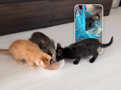 ‘Ik was echt in shock’: Laila Ayse gaat boodschappen doen en redt drie kittens uit Albert Heijn-tas