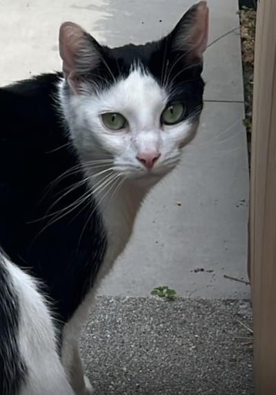 Heb jij Mogu, Luna of Arie gezien? Deze drie huisdieren worden in Renkum vermist