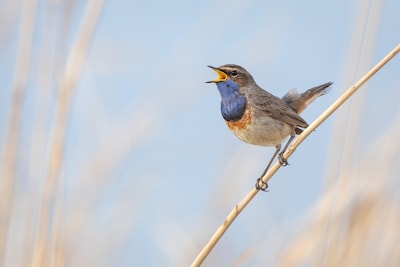 Vogelexcursie Heesseltsche uiterwaarden met IVN West-Betuwe
