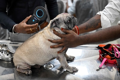 Nieuwe EU-wet moet misstanden stoppen: chipplicht voor honden en katten, doorfokken verboden