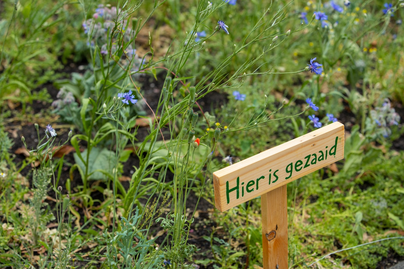 Duidelijk, hier is gezaaid. En inmiddels zijn de bloemen ook opgekomen.