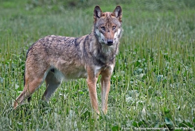 Natuurmonumenten houdt wolvenexcursie op Veluwezoom bij Arnhem