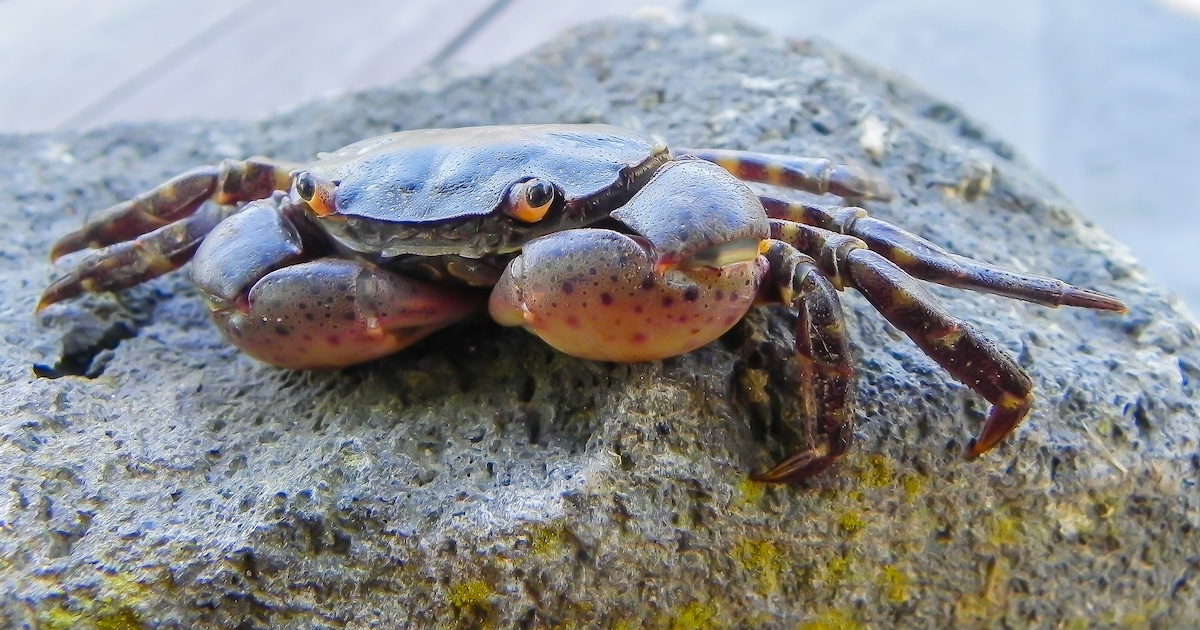 Steeds een kers op de taart bij een bezoek aan Ameland