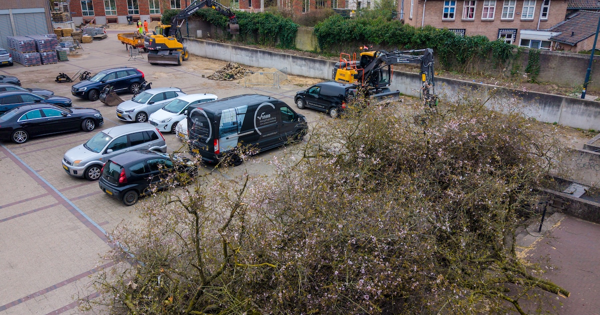 Gekapte kersenbomen zorgen voor onbegrip in Huissen: ‘Er komen wel weer nieuwe’