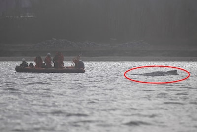 Vastgelopen bultrugwalvis voor Duitse kust kan zichzelf bevrijden, maar doet geen pogingen daartoe