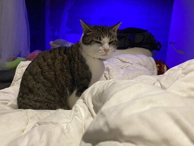 Heb jij Joost gezien? Dit huisdier wordt in Beuningen vermist