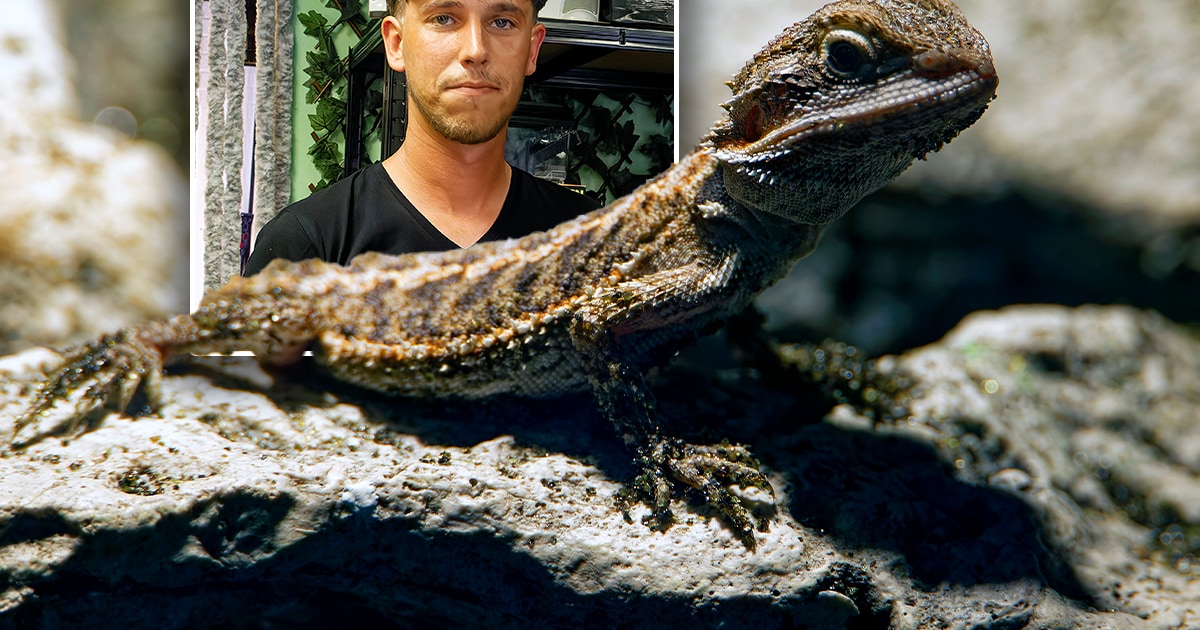 Jeffrey (28) uit Schijndel kocht ooit een klein rattenslangetje, maar die hobby liep flink uit de ha