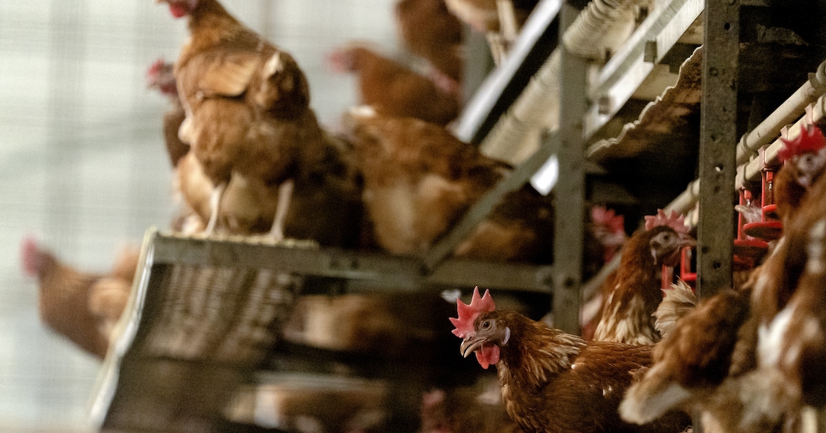 Vogelgriep vastgesteld bij pluimveehouder in Ysselsteyn: 23.000 dieren geruimd