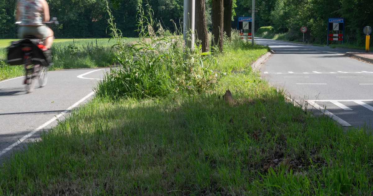 Minder maaien in mei? Bloemrijke berm in Barchem blijft kaal achter: ‘Een schande’