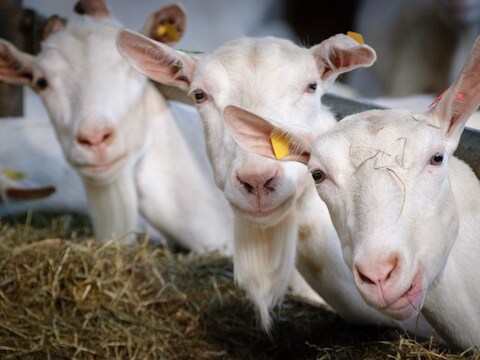 Na jarenlange juridische strijd is er nu uitsluitsel door ’s lands hoogste bestuursrechter: de geitenhouderij in het buitengebied tussen Gendt en Doornenburg mag met twee keer tweeduizend geiten blijven. 