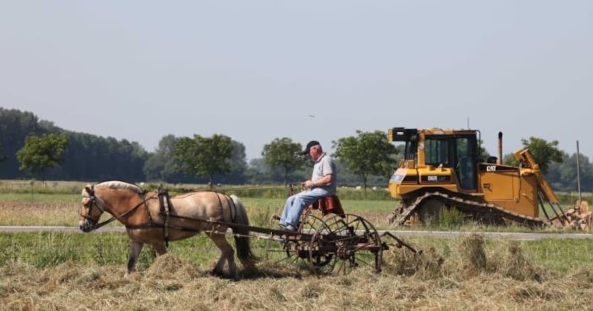 Ouderwets hooi schudden in Maurik