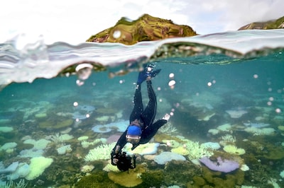 Grote zorgen om bedreigde koraalriffen, toch komt Great Barrier Reef niet op Unesco-lijst