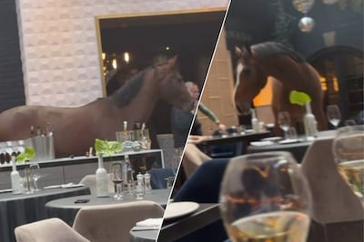 Ineens wandelt een paard de bistro van vijfsterrenhotel binnen tijdens de lunch: ‘Zonder reservering’