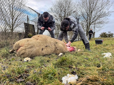 Frankrijk versoepelt regels voor afschieten van wolven