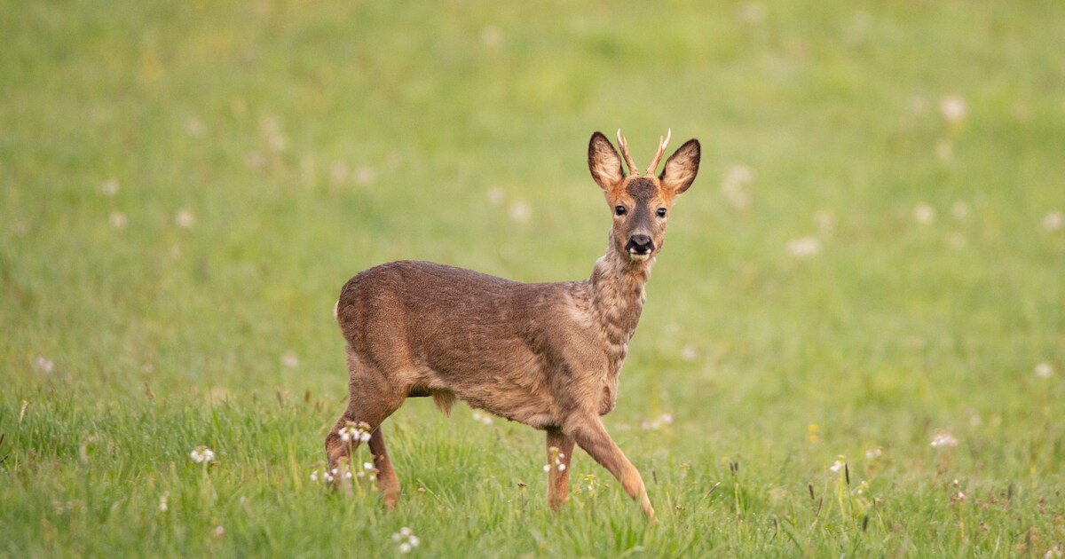 Natuurlijk was het niet de schuld van de ree dat ze doodgereden werd