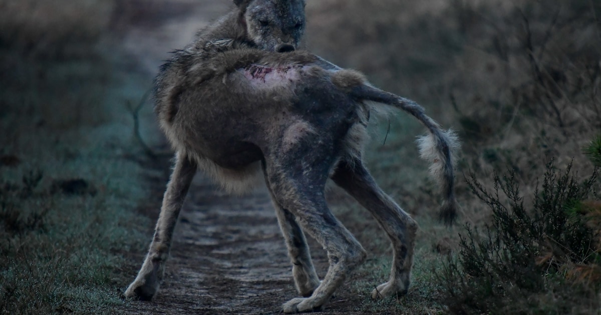 ‘Zombiewolf’ met kale plekken en open wonden minder schuw voor mensen