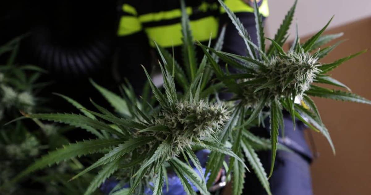 Burgemeester sluit bedrijfspand na vondst van meer dan duizend wietplanten