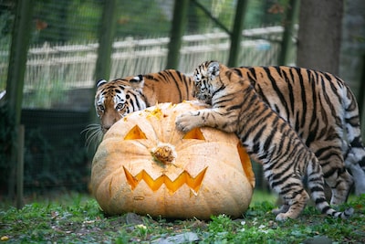 Halloween-traktatie voor tijgerjongen van Ouwehands Dierenpark