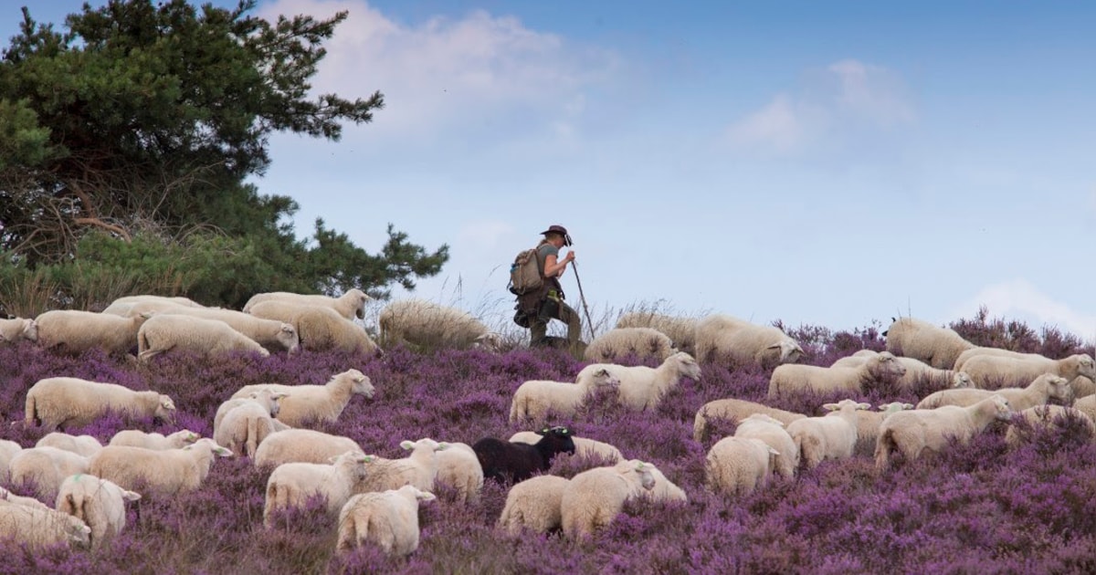 Hier in de buurt van Amersfoort loop je tussen de bloeiende heide