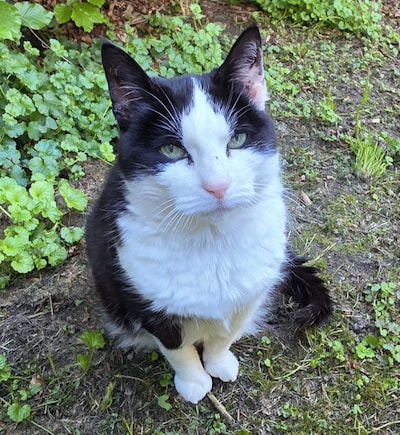 Heb jij Snoes, Ukkepuk of Kenji gezien? Deze drie huisdieren worden in Westervoort vermist