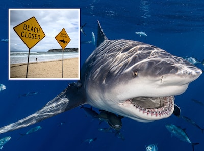 Haaien slaan vier keer toe in Australië: troebel water leidt tot gevaarlijk ‘proefbijten’