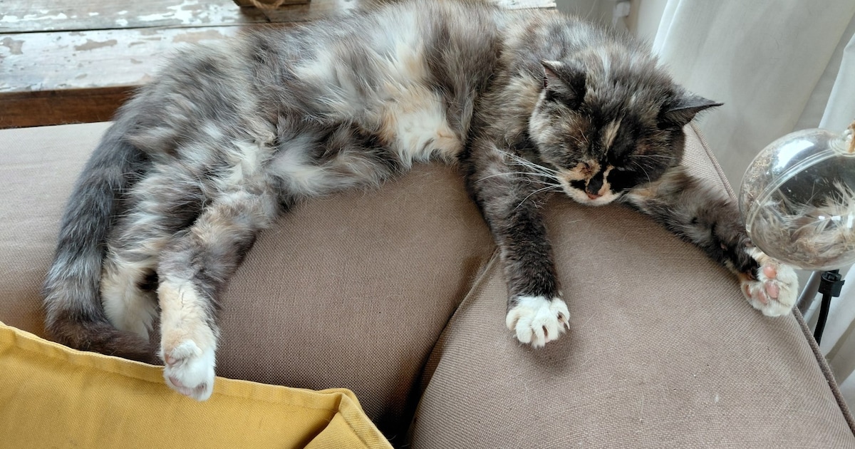 Heb jij Moef gezien? Dit huisdier wordt in Bergen vermist