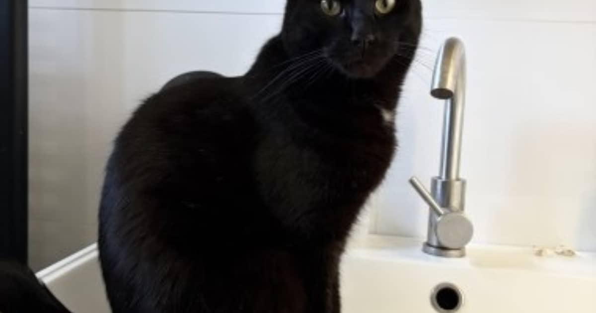 Heb jij Dries gezien? Dit huisdier wordt in Westervoort vermist