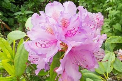 Rododendronwandeling op landgoed Warnsborn