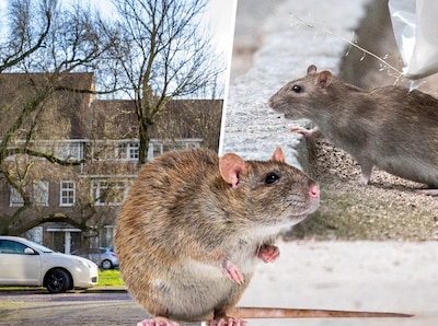 Waarom ratten een plaag zijn: een paar kan in een jaar tijd duizenden nakomelingen krijgen