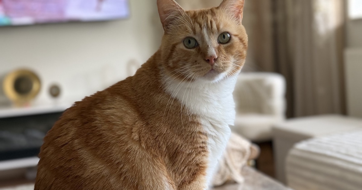Heb jij Darko gezien? Dit huisdier wordt in Lingewaard vermist