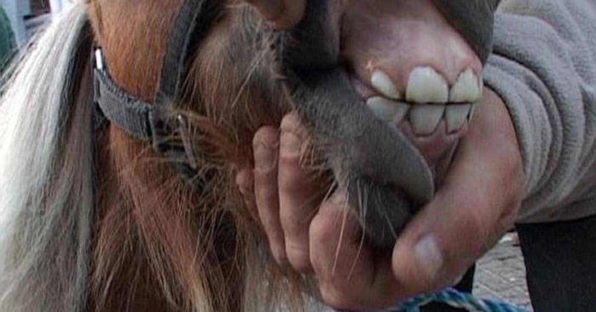 Plan: Ponymarkt in vierdaags evenement