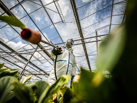 Gif spuiten in een kas in de Betuwe.