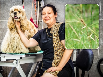 Hondje Finn kreeg grasaar in zijn plasbuis, Melany wil dat gemeente er iets aan doet: ‘Hij gilde het uit van de pijn’