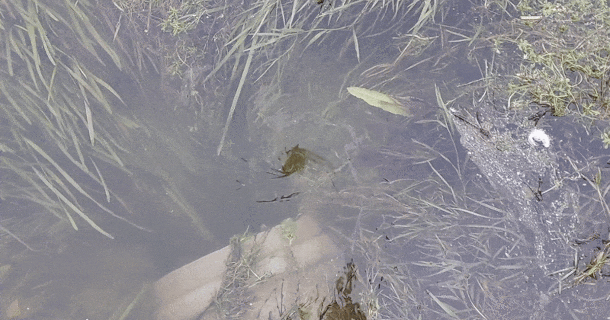 Vogelgriep treft ijsbaan en dus is er maar één keus: ‘Alsof je de stop uit de badkuip trekt’
