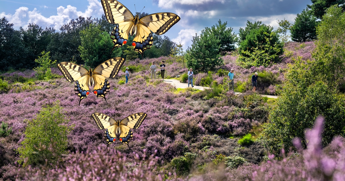 vlinders-verdwijnen-massaal-van-de-heide-door-stikstof-en-droogte-er