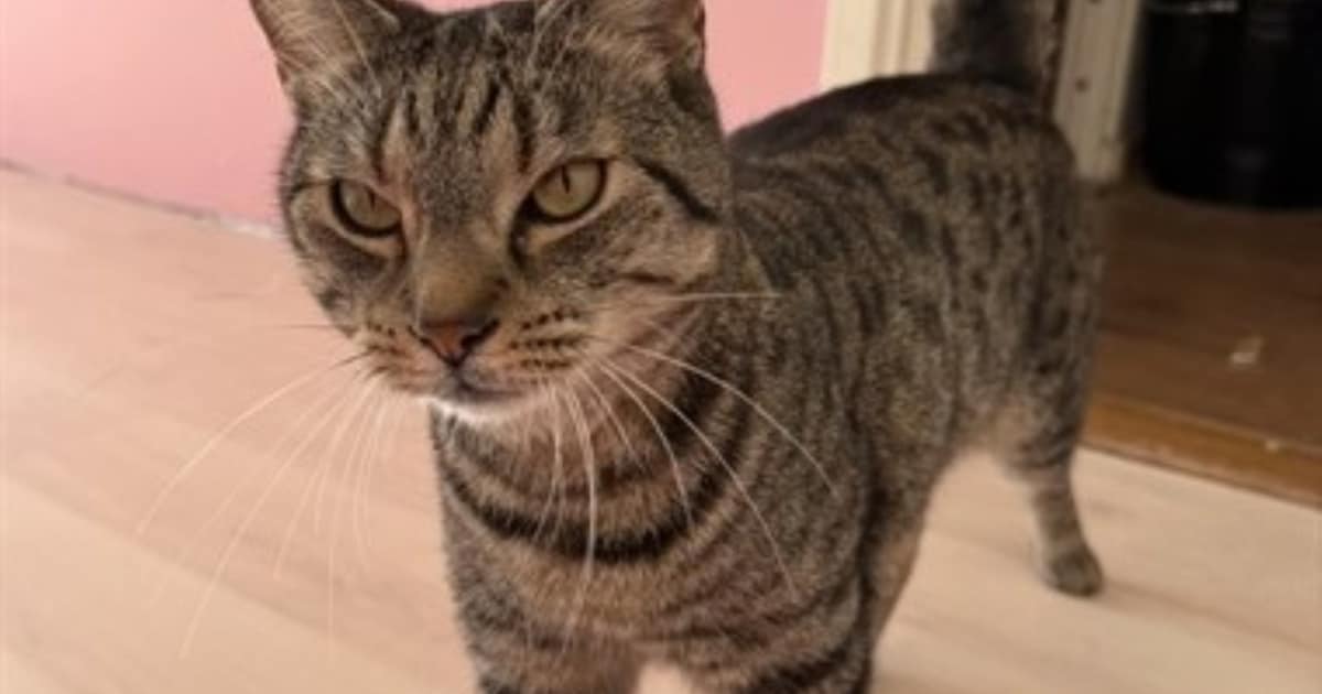 Heb jij Simba gezien? Dit huisdier wordt in Rhenen vermist