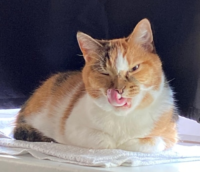 Dsm-firmenich verkoopt diervoedingstak voor 2,2 miljard euro aan investeerder CVC