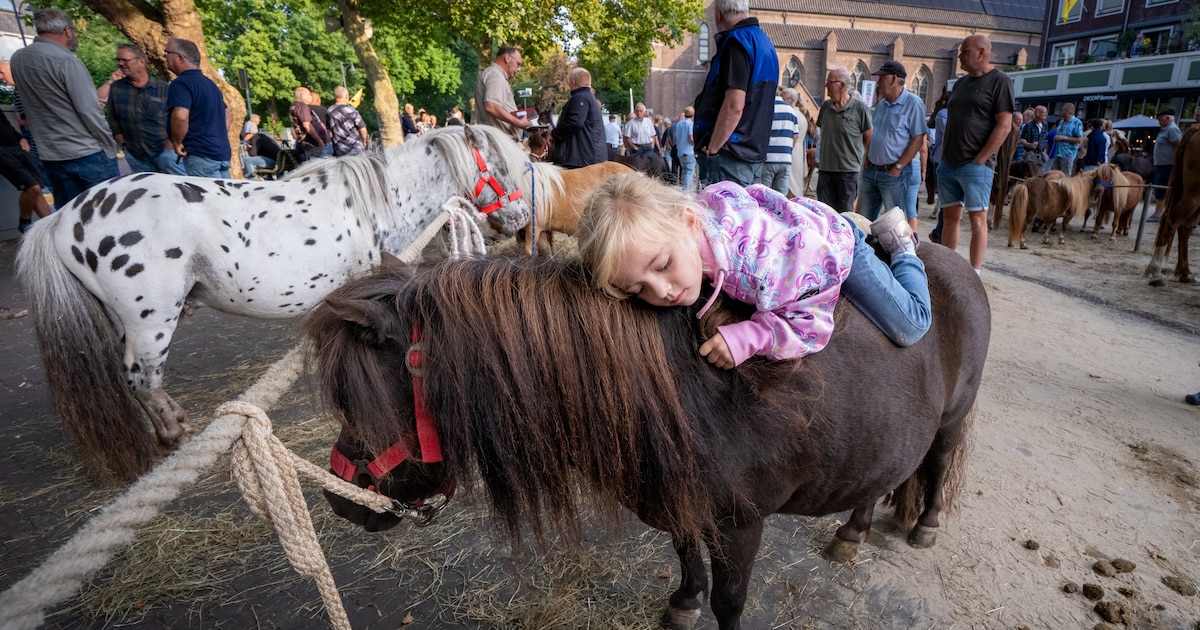 De zomers worden steeds warmer, maar deze paardenmarkt wijkt niet: ‘De dieren komen hier niets tekor