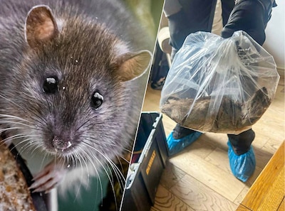 Ratten zo groot als huiskatten rukken op, volgens experts is dat niet gek: ‘We rollen de rode loper voor ze uit’
