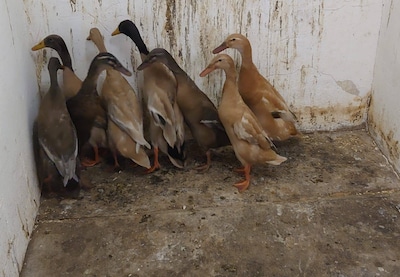 Meerdere kippen, pauwen en eenden binnengebracht bij opvangcentrum Groningen: ‘Uitgehongerd’
