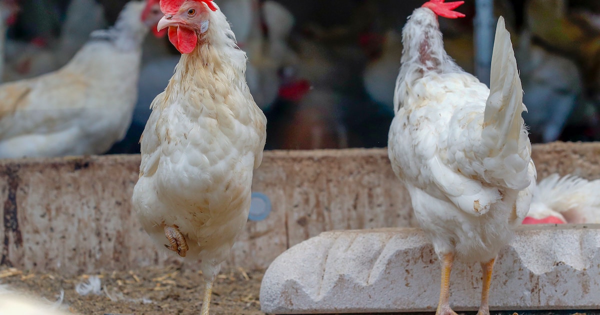Vogelgriep bij pluimveebedrijf in Pelt, ook gevolgen voor Bergeijk en Cranendonck