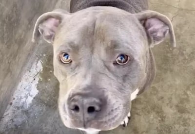 Kristin (75) dacht de ‘liefste hond ooit’ te adopteren, maar na twee dagen sloeg pitbull Valerio toe