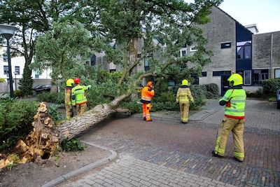 Bomen waaien om, auto geplet en flitspaal gaat omver: wind houdt flink huis