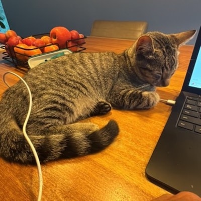 Heb jij Fonz gezien? Dit huisdier wordt in Montferland vermist