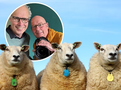 Fotograaf Henk praat tegen schapen: ‘Ik kan uren in de wei zitten, mijn vrouw snapt daar niets van’