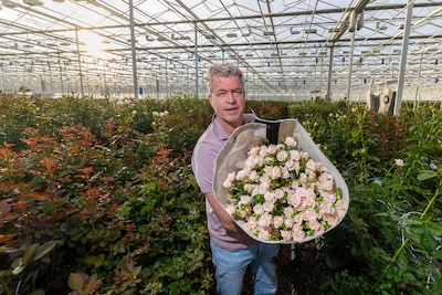 Berg Roses laat 300.000 rozen per dag groeien in Kenia, maar Van den Berg ziet de druk toenemen