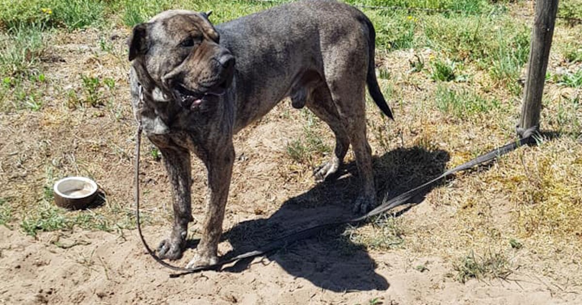 Dierenambulance doet aangifte: hond in brandende zon aan paaltje achtergelaten in Alverna
