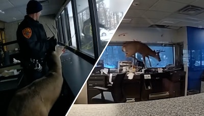 KIJK | Agenten vangen hert dat inbreekt bij Amerikaanse bank