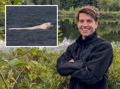 Hoe een verdwaalde beloega Nederland in verbazing achterlaat: dit is er aan de hand